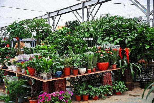 鄭州花卉綠植銷售